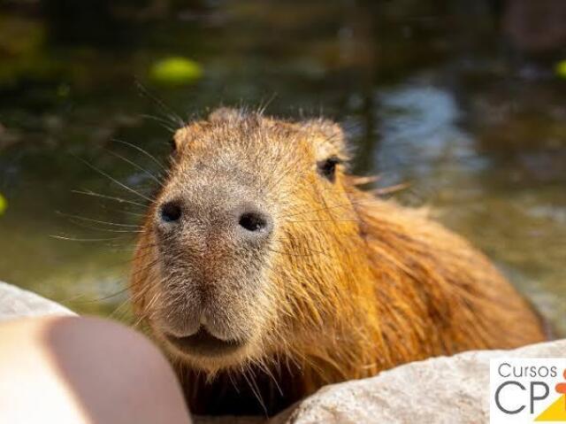 Capivara