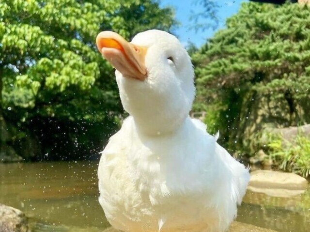 Pato