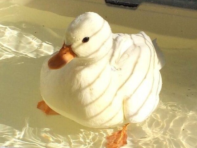 Duck