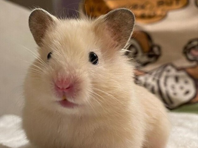 Hamster