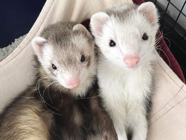 Ferret