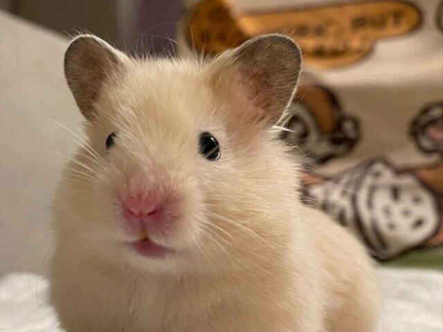 Hamster