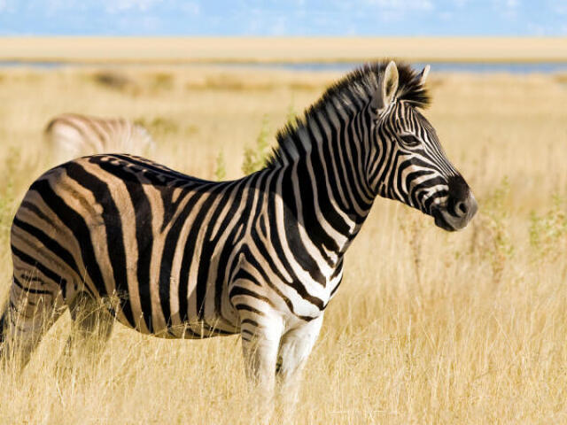 Zebra