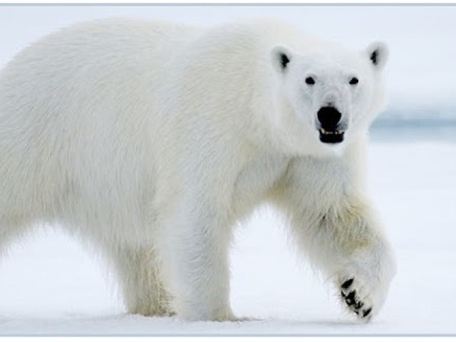 Urso polar