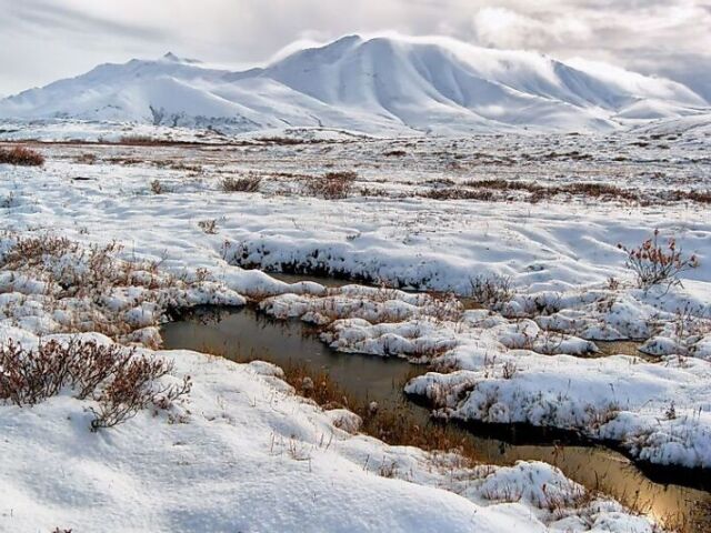 Tundra