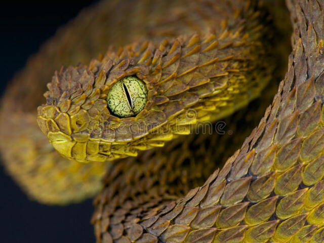 Vibora Venenosa