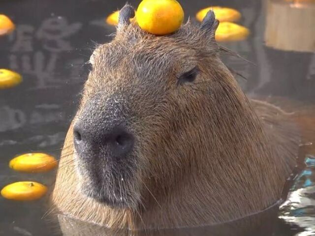 capivara