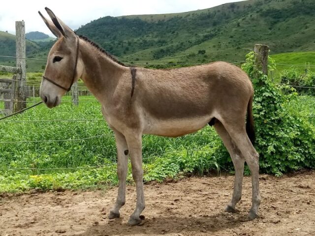 Jegue e uma coisa que n e um cavalo