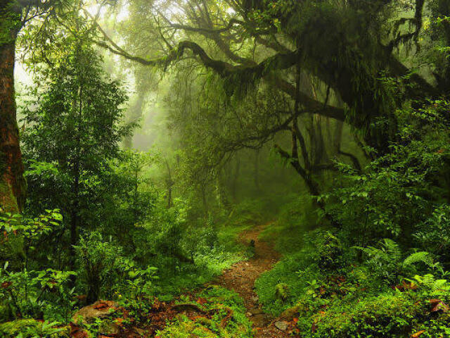 Estrada de terra