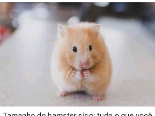 Hamster