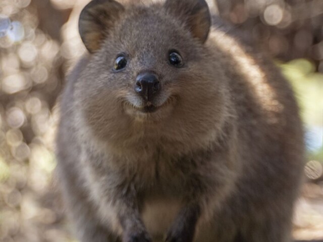 Quokka