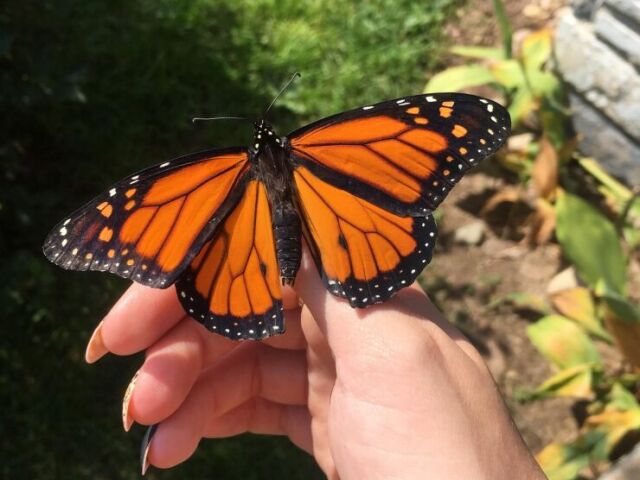 Insetos ( coloquei uma borboleta porque é mais leve )