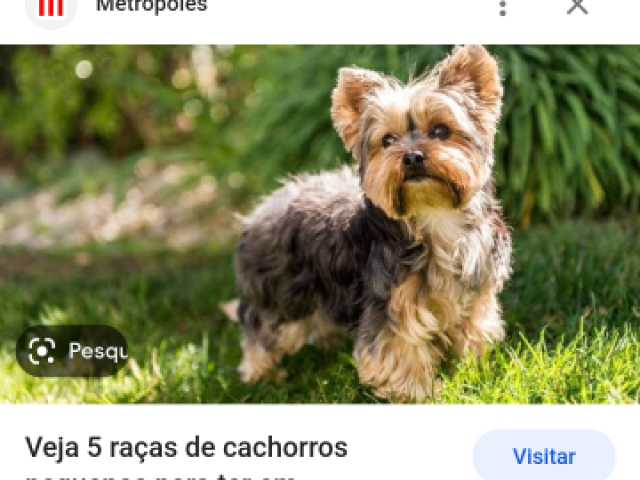 Cachorro marrom