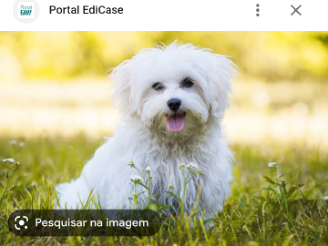 Cachorro branco