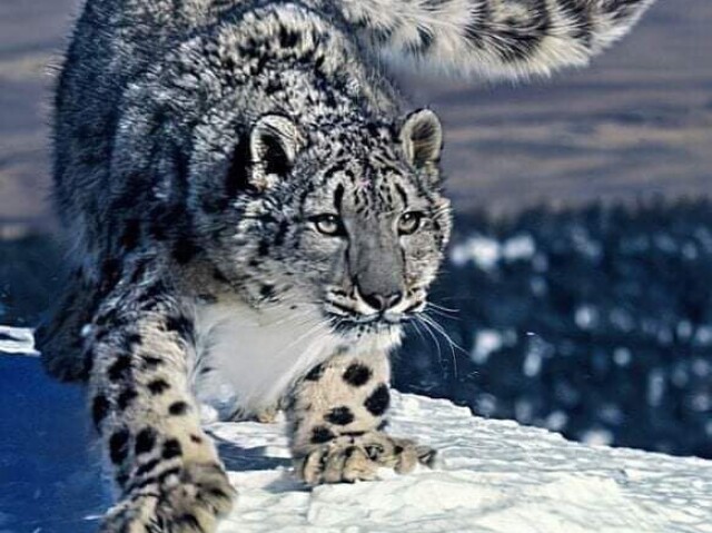 Leopardo das neves