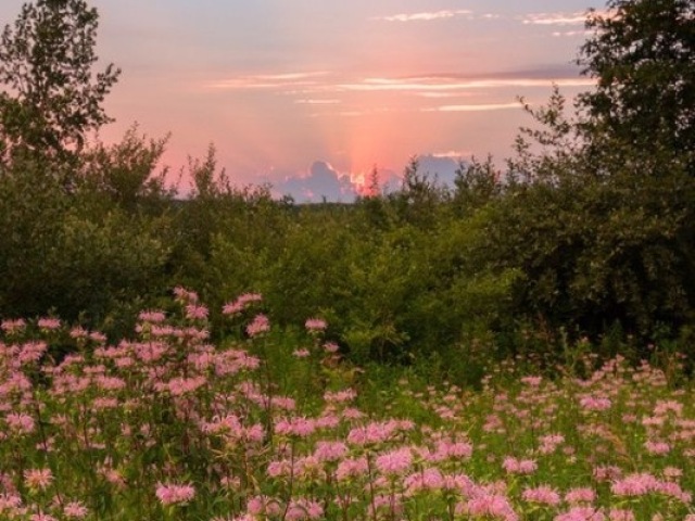 Primavera 🌷