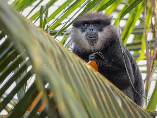 ser um macaco lindo e maravilhoso