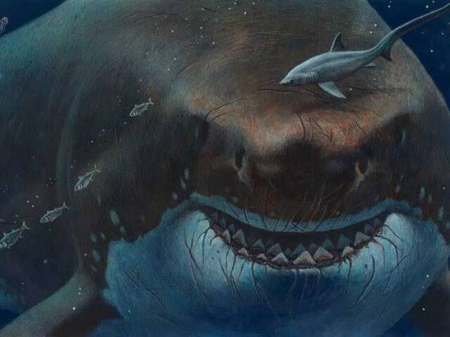 Megalodon