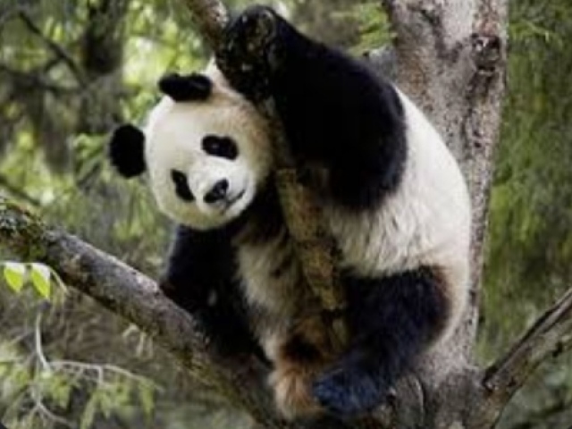 Pandas