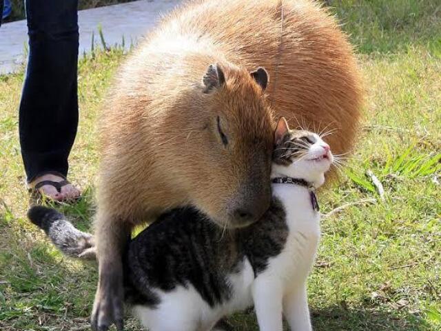 Capivara