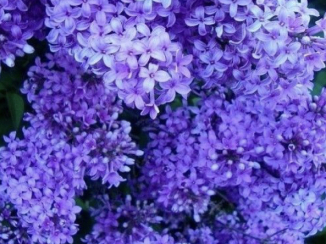 Lilacs