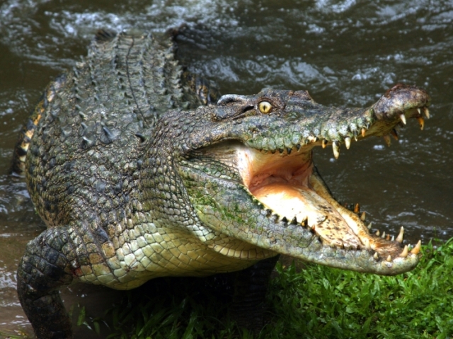 CROCODILO