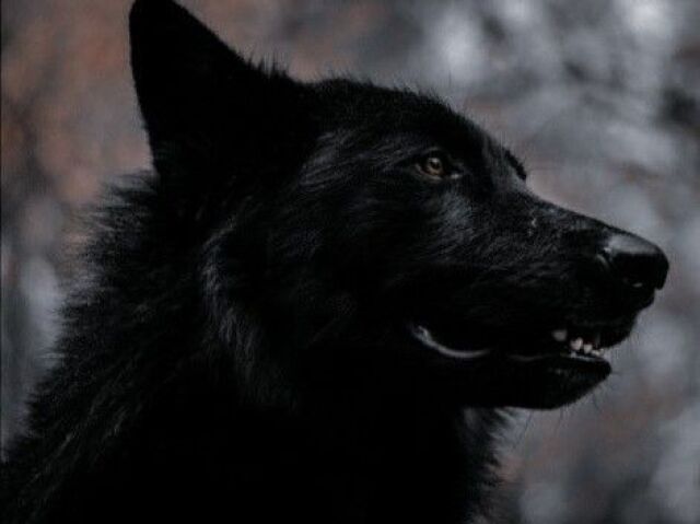 Lobo.