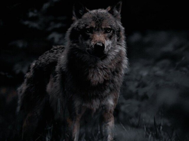 Lobo