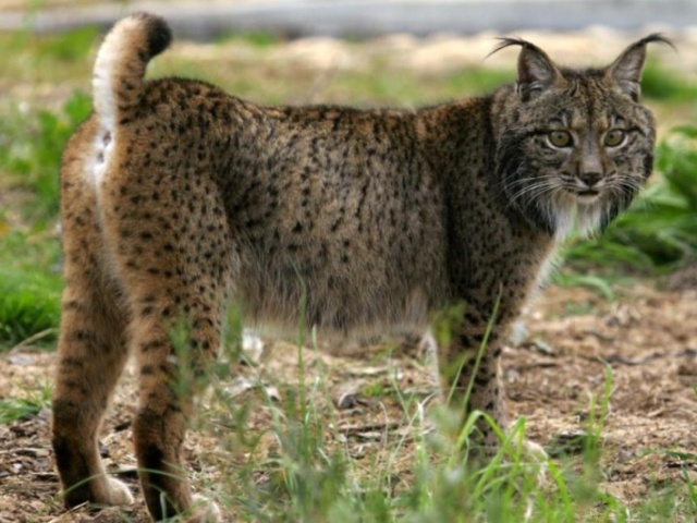 Lince ibérico