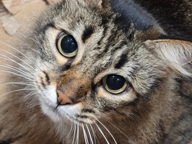 gatos