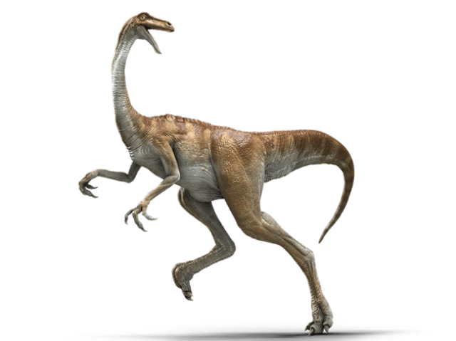 Archaeornithomimus