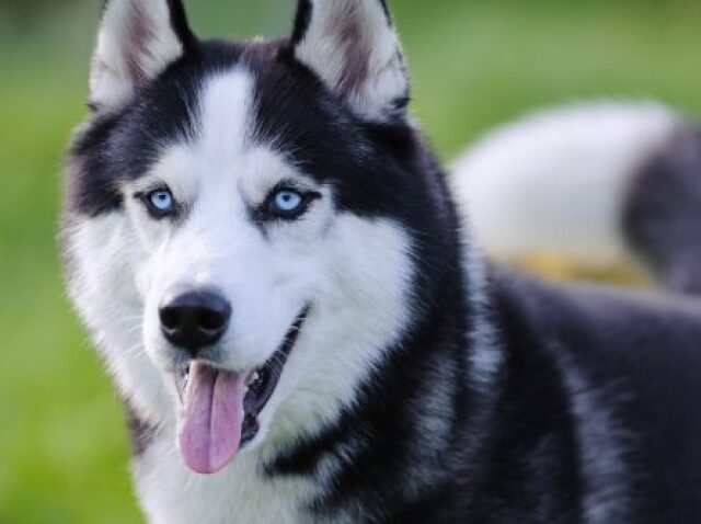 husky siberiano