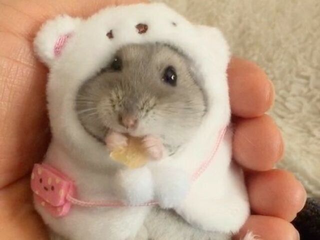 hamster! (amooo) <33