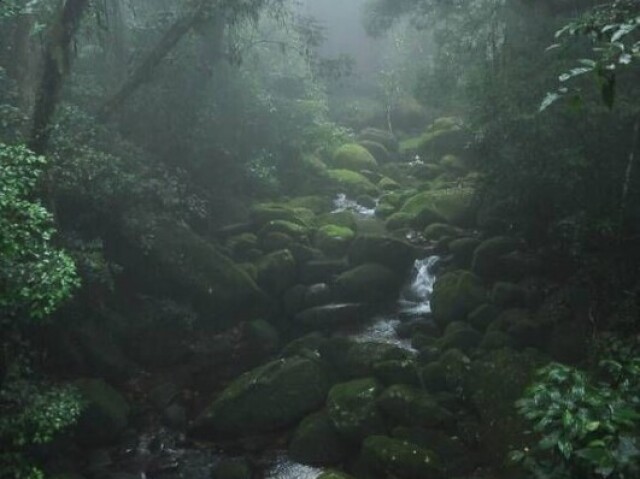 Eles tem diversos habitats