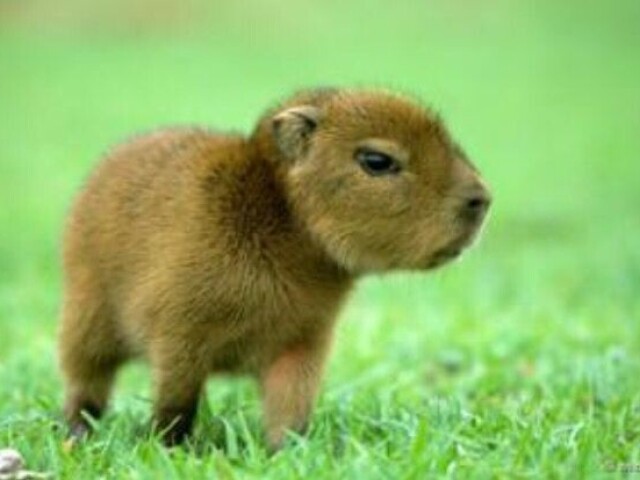 Capivara