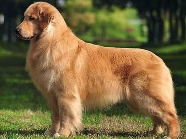 Golden Retriever