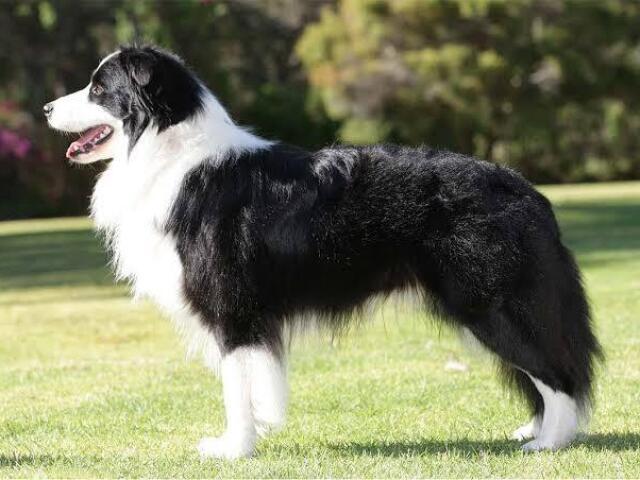 Border collie