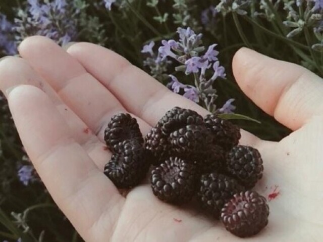 ...colho frutas pequenas e como sozinho(a), escondido(a) de todos."