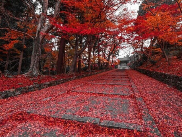 ...eu escolho o caminho com uma estrada pedra cercada por arvores de folhas vermelhas, parece ser o mais seguro."