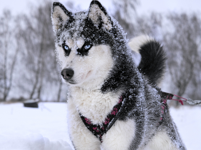 HUSKY SIBERIANO