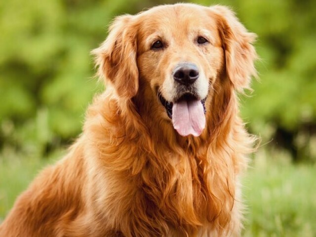 GOLDEN RETRIEVER