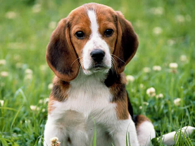 BEAGLE