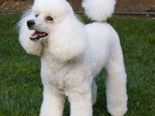 Poodle