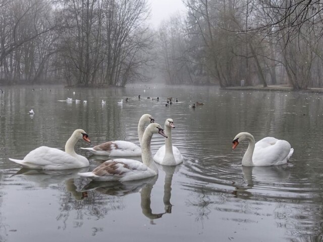 lago dos cisnes