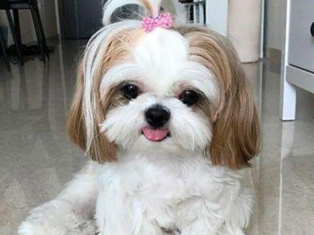 Shih Tzu