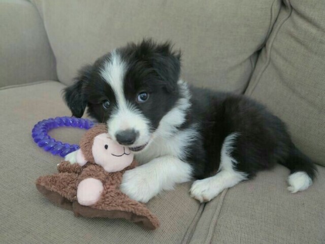 Border Collie