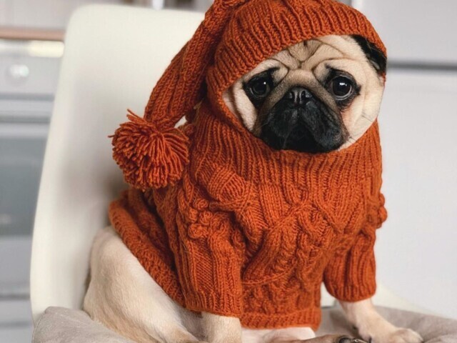 Pug