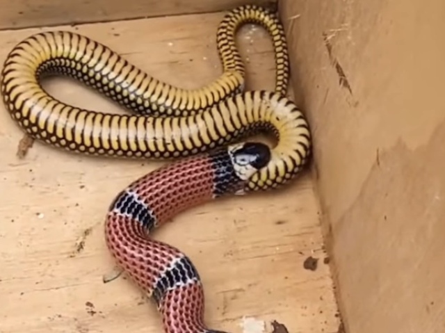 Serpente