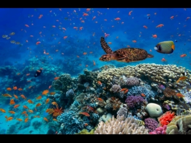Seres vivos=Fruta em decompoçição ,animal morto ,areia
Componentes não vivo =planta ,larga, vírus, Sol ,mato