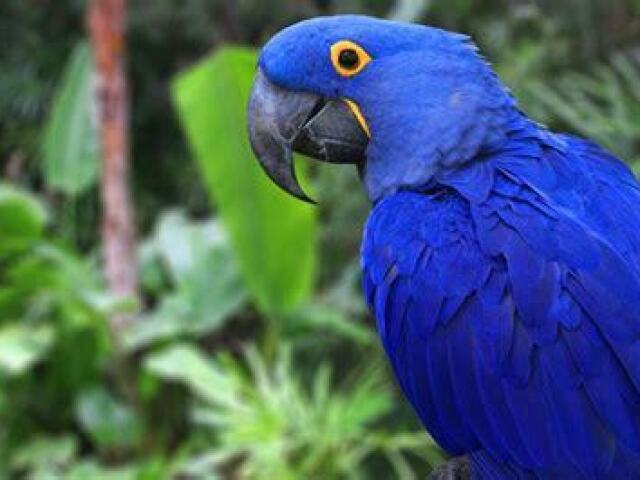 arara azul?